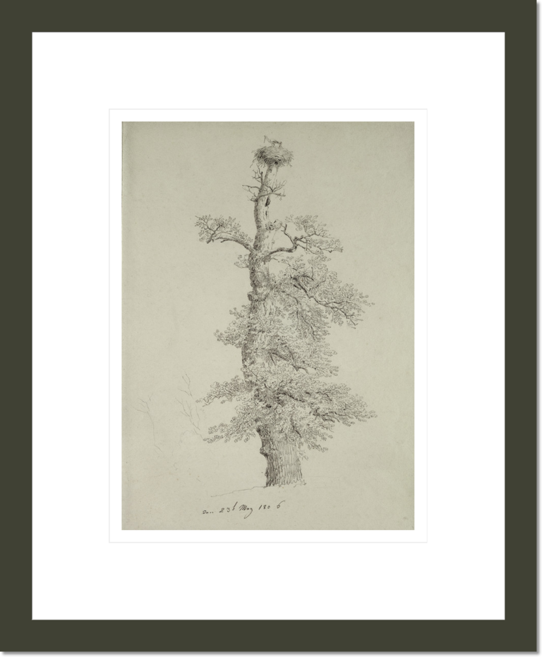Ancient Oak Tree with a Stork's Nest, 23rd May 1806