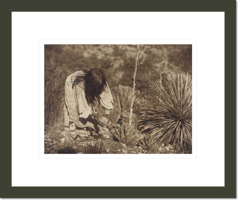 Cutting Mescal - Apache (The North American Indian, v. I. Cambridge, MA: The University Press, 1907)