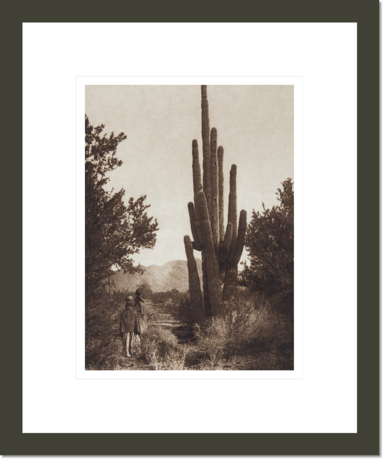 Gathering Cactus Fruit - Pima (The North American Indian, v. II. Cambridge, MA: The University Press, 1908)