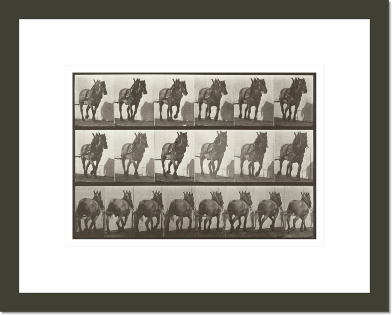 Horse Dusel hauling (Animal Locomotion, 1887, plate 566)