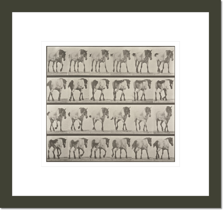Horse Hansel walking, free (Animal Locomotion, 1887, plate 575)