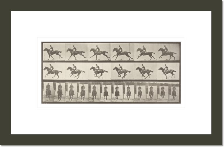 Horse Bouquet galloping, saddled with rider (Animal Locomotion, 1887, plate 631)