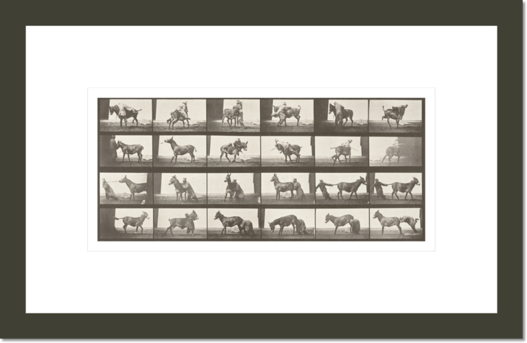 Horse Denver, refractory with trainer (Animal Locomotion, 1887, plate 662)