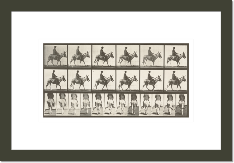 Horse Zoo walking, saddled with rider (Animal Locomotion, 1887, plate 667)