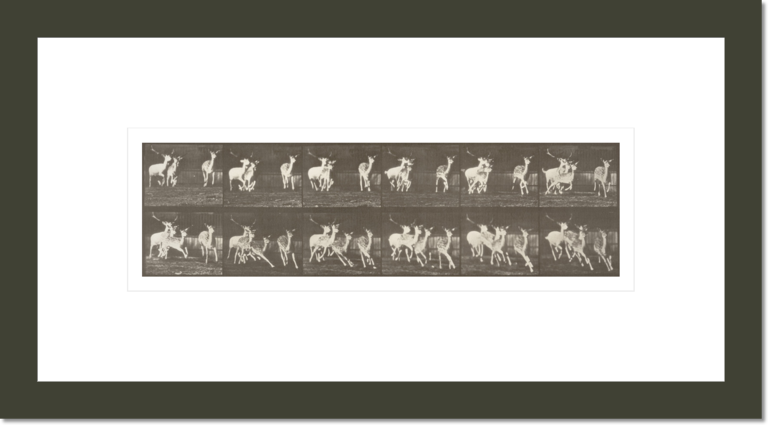 Fallow deer, buck and group of does, galloping (Animal Locomotion, 1887, plate 688)