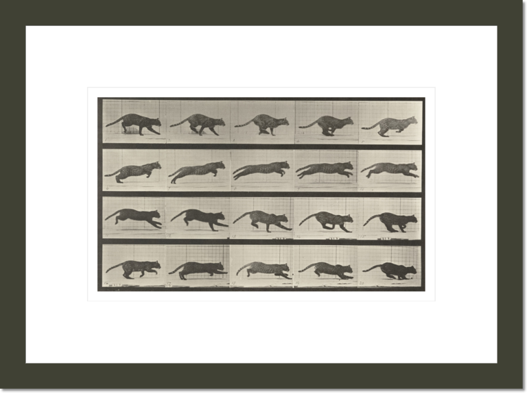 Cat galloping (Animal Locomotion, 1887, plate 719)