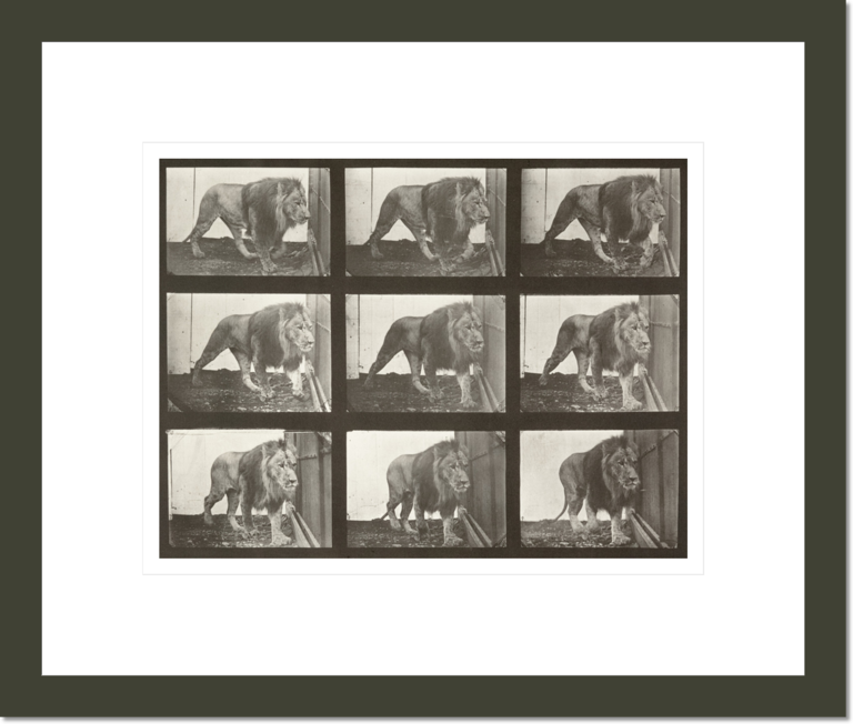 Lion walking (Animal Locomotion, 1887, plate 721)
