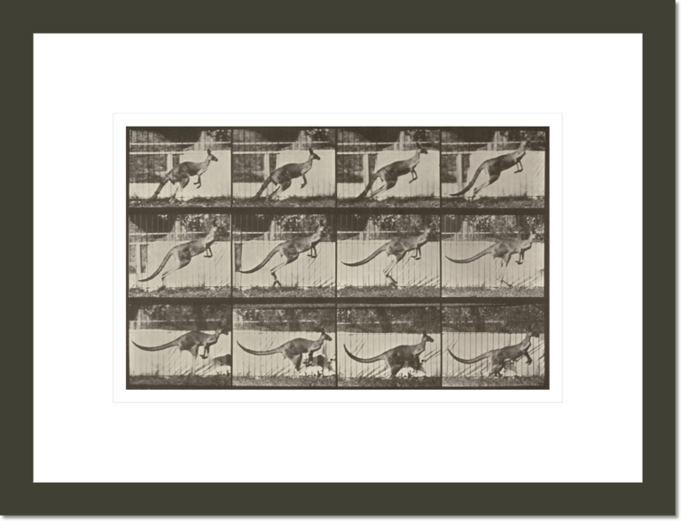 Kangaroo jumping (Animal Locomotion, 1887, plate 752)