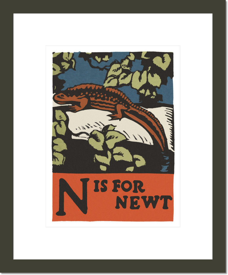 Alphabet: N is for Newt