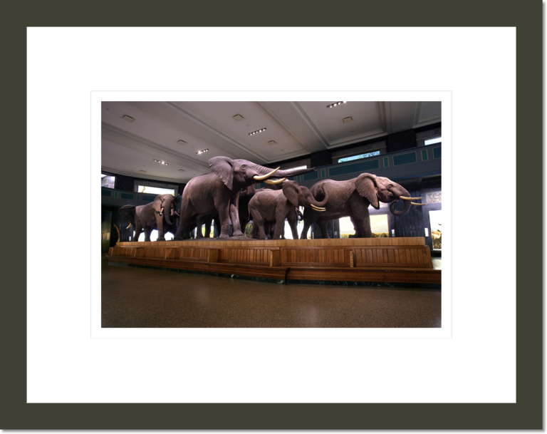 African elephant (Loxodonta africana) group in the Akeley Hall of African Mammals (Diorama)