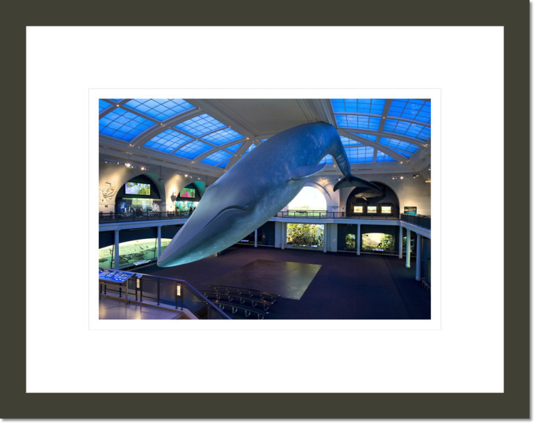 Blue whale in the Milstein Hall of Ocean Life