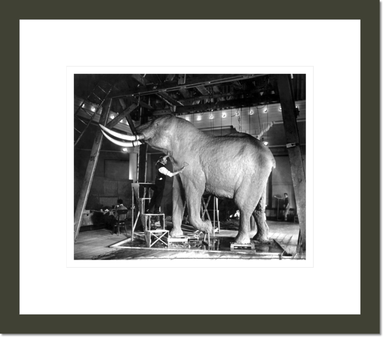 Taxidermist Carl Akeley sculpting model of Bull Elephant for Hall of African Mammals, 1914