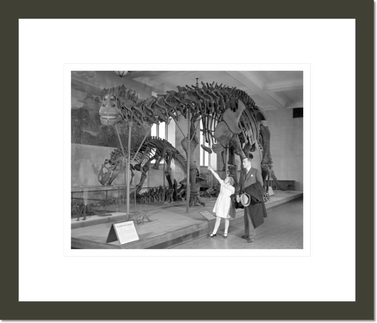 Visitors viewing Apatosaurus (formerly called Brontosaurus) skeleton