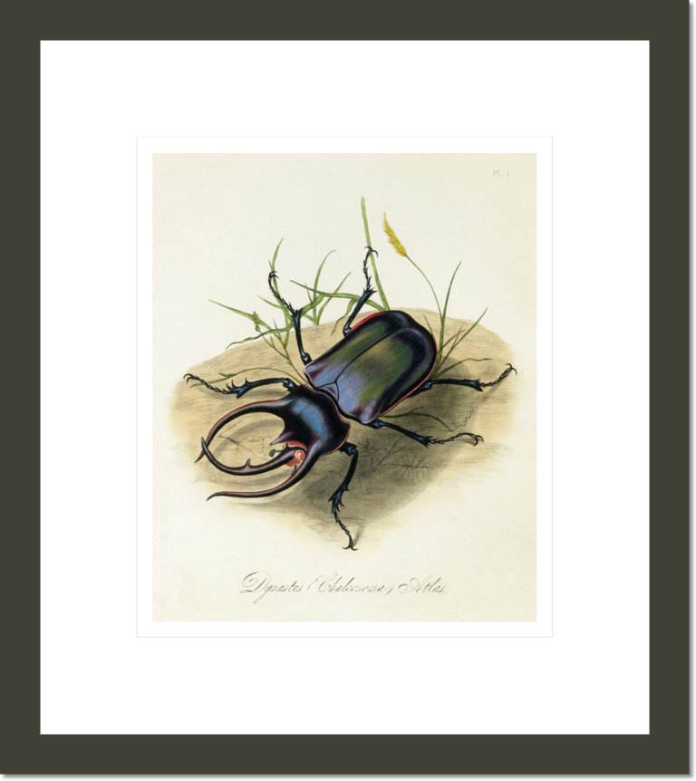 Atlas Beetle, Chalcosoma atlas
