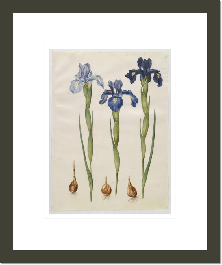 Iris xiphioides