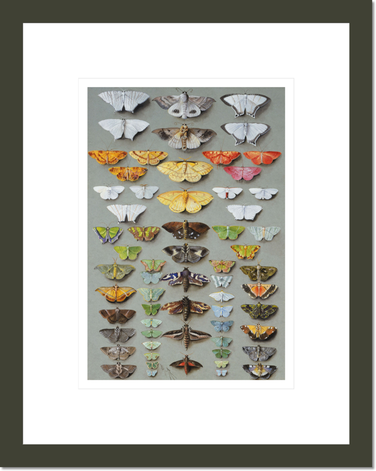 Sixty-three Moths, arranged inthree or five irregular columns