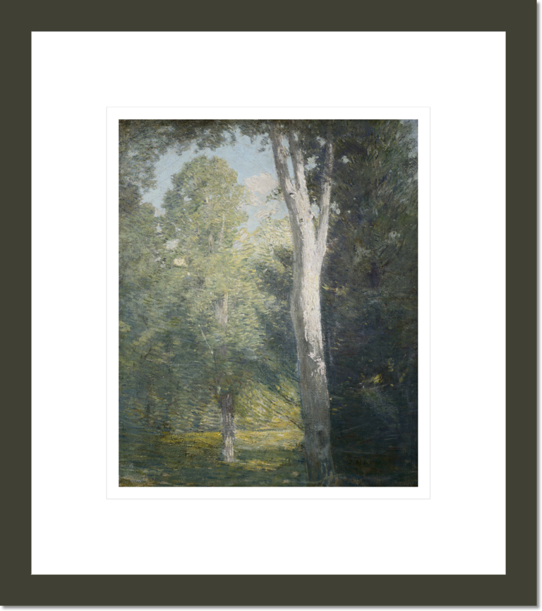 Painting of Birch Trees in Forest