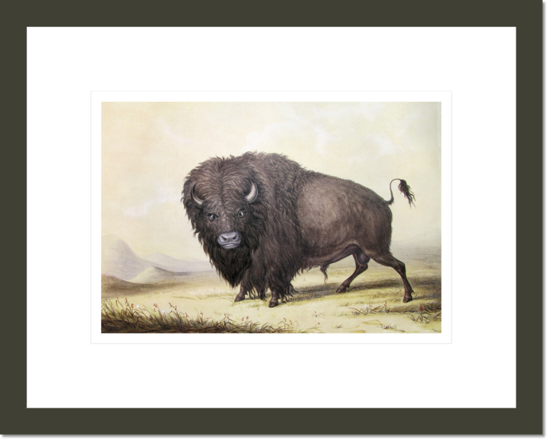Bull Buffalo