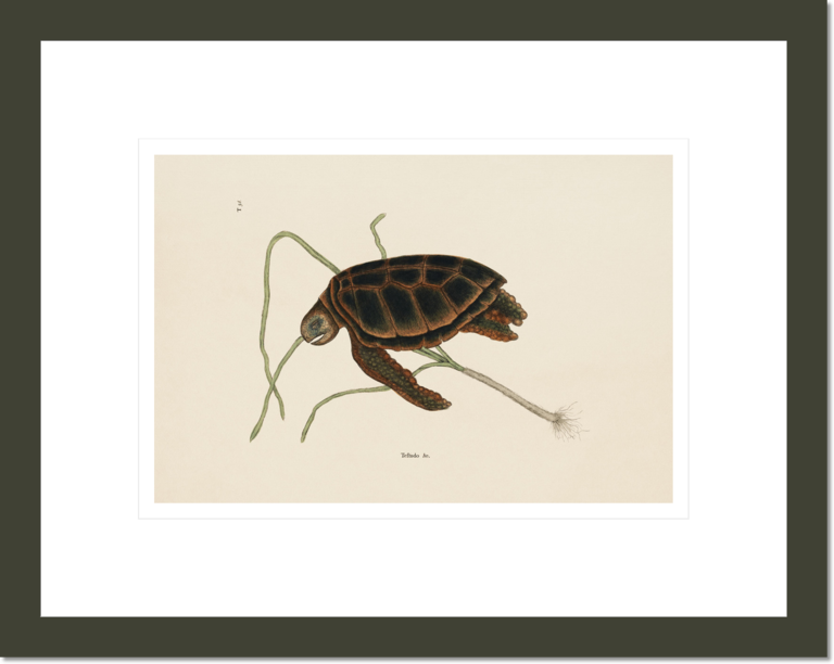 The Green-Turtle, The Natural History of Carolina, Florida, and the Bahama Islands