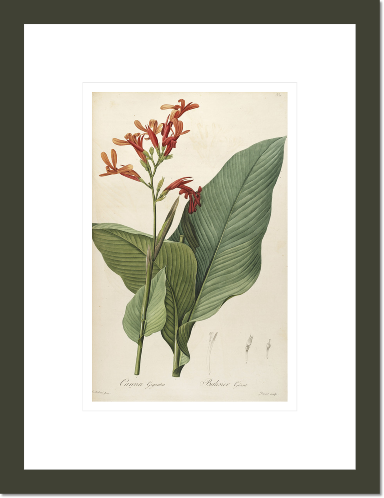 A botanical illustration with the title 