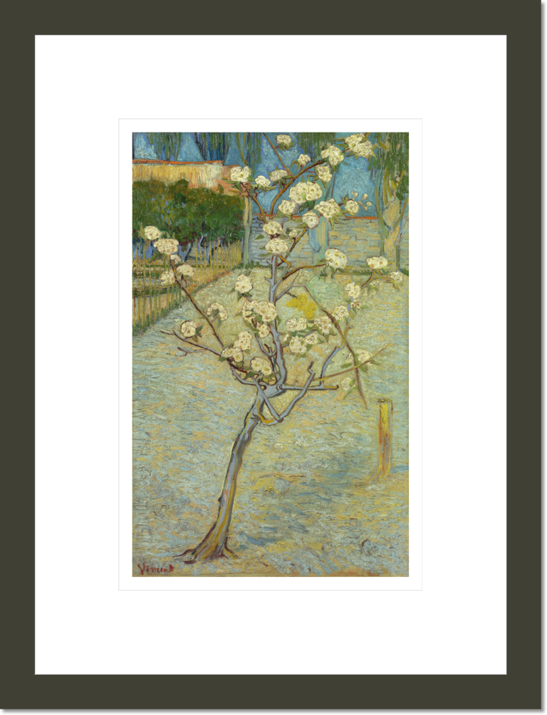 Small Pear Tree in Blossom