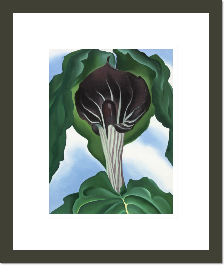 Jack-in-the-Pulpit No. 3