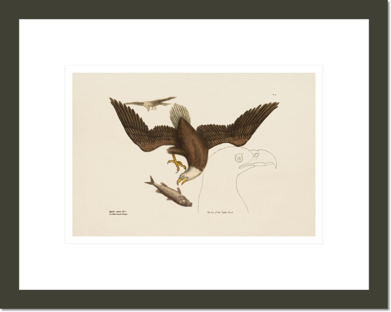 The Bald Eagle, The Natural History of Carolina, Florida, and the Bahama Islands