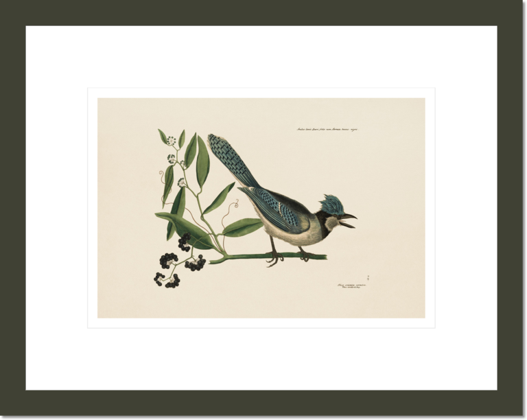 The Blue Jay, the Bay-leaved Smilax, The Natural History of Carolina, Florida, and the Bahama Islands