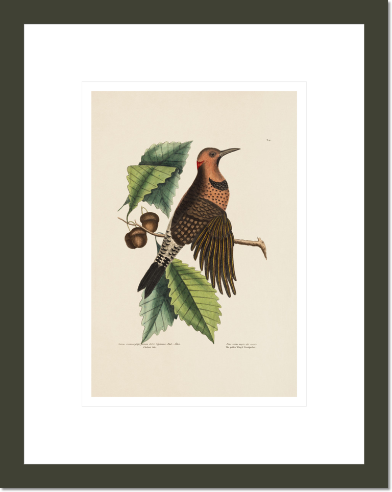 The Gold-Winged Wood-pecker, the Chestnut Oak, The Natural History of Carolina, Florida, and the Bahama Islands