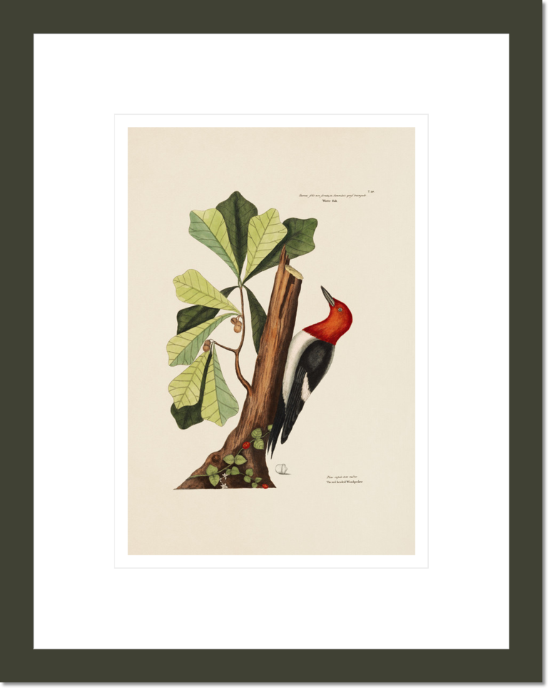 The Red-headed Wood-pecker, The Water-Oak, The Natural History of Carolina, Florida, and the Bahama Islands