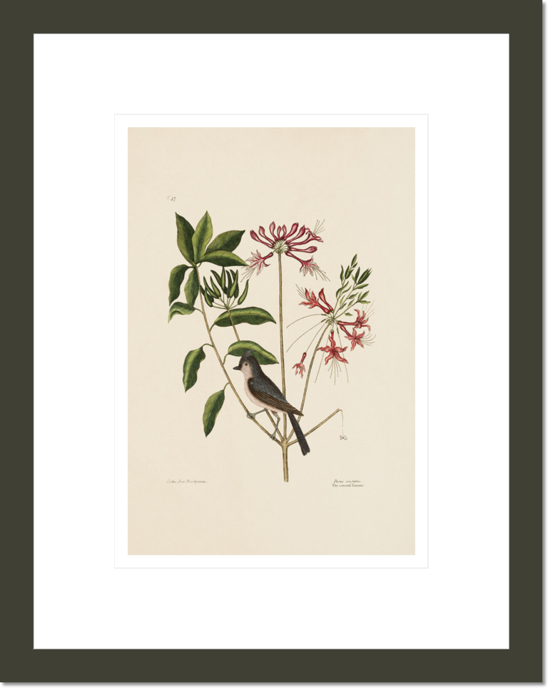 The Crested Titmouse, The Upright Honeysuckle, The Natural History of Carolina, Florida, and the Bahama Islands