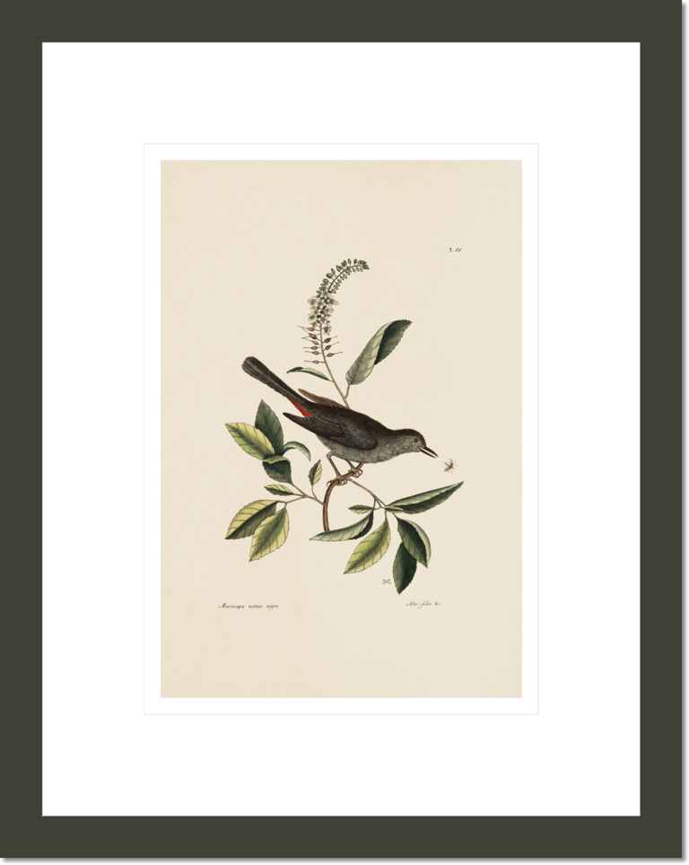 The Catbird, The Natural History of Carolina, Florida, and the Bahama Islands