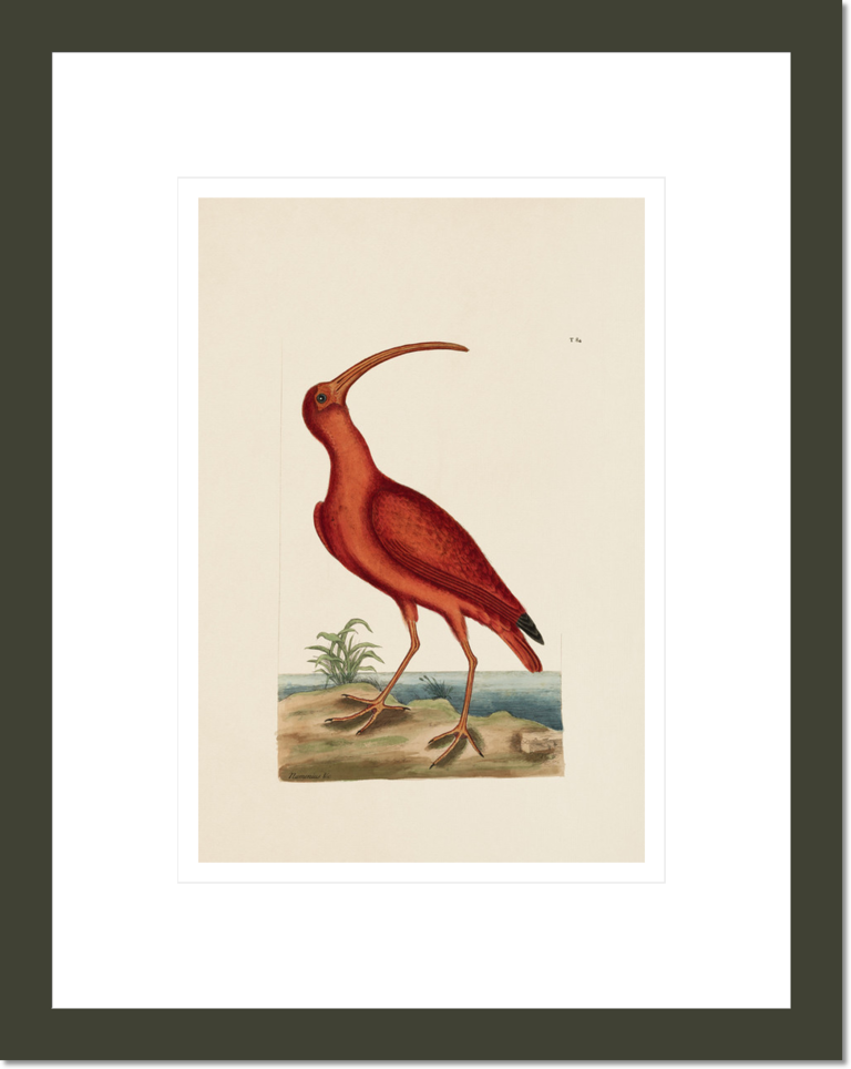 The Red Curlew, The Natural History of Carolina, Florida, and the Bahama Islands