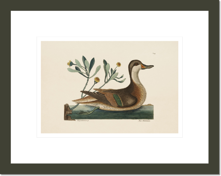 The Ilanthera Duck, The Natural History of Carolina, Florida, and the Bahama Islands
