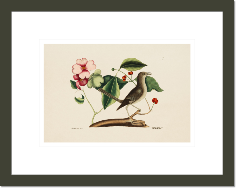 The Mock-bird, The Dogwood Tree, The Natural History of Carolina, Florida, and the Bahama Islands