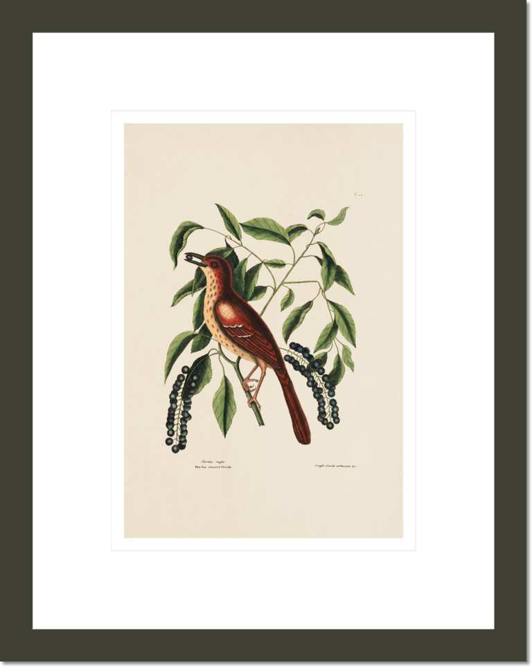 The Fox Coloured Thrush, The Cluster'd Black Cherry, The Natural History of Carolina, Florida, and the Bahama Islands