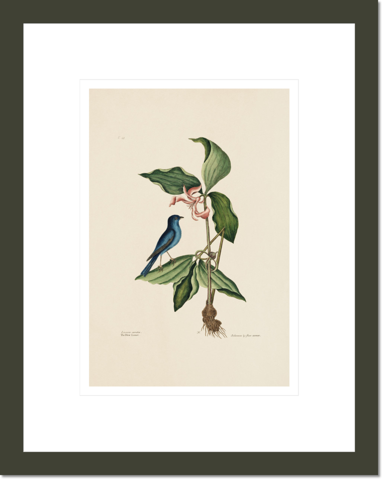 The Blue Linnet, The Natural History of Carolina, Florida, and the Bahama Islands