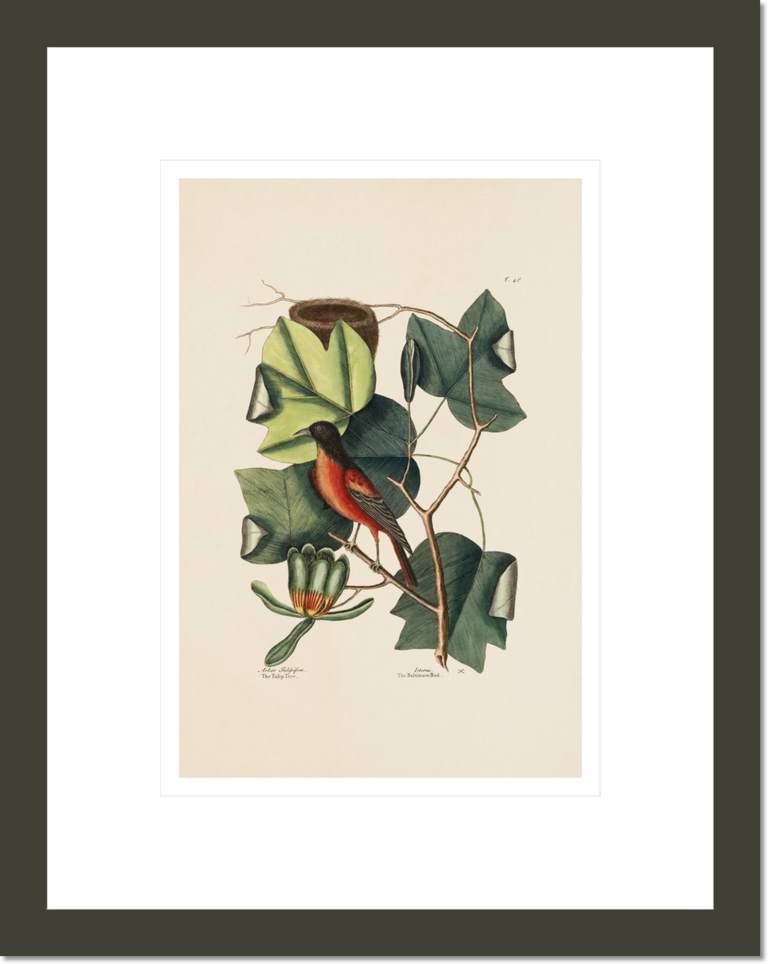 The Baltimore Bird, The Tulip Tree, The Natural History of Carolina, Florida, and the Bahama Islands