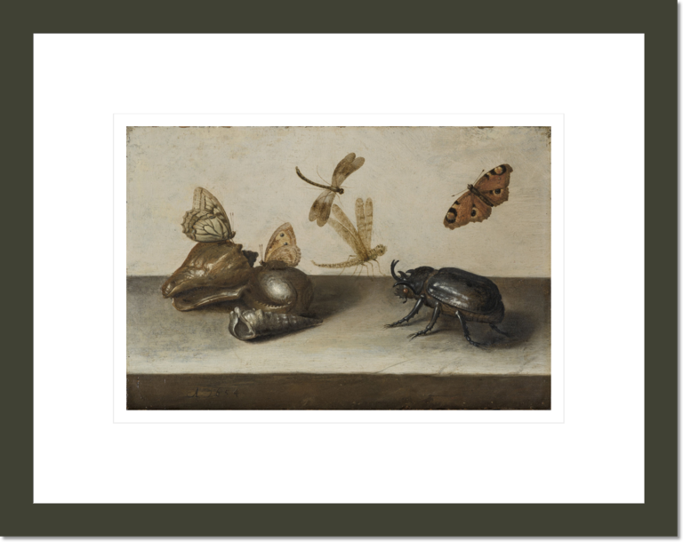 Still Life with Insects and Shells