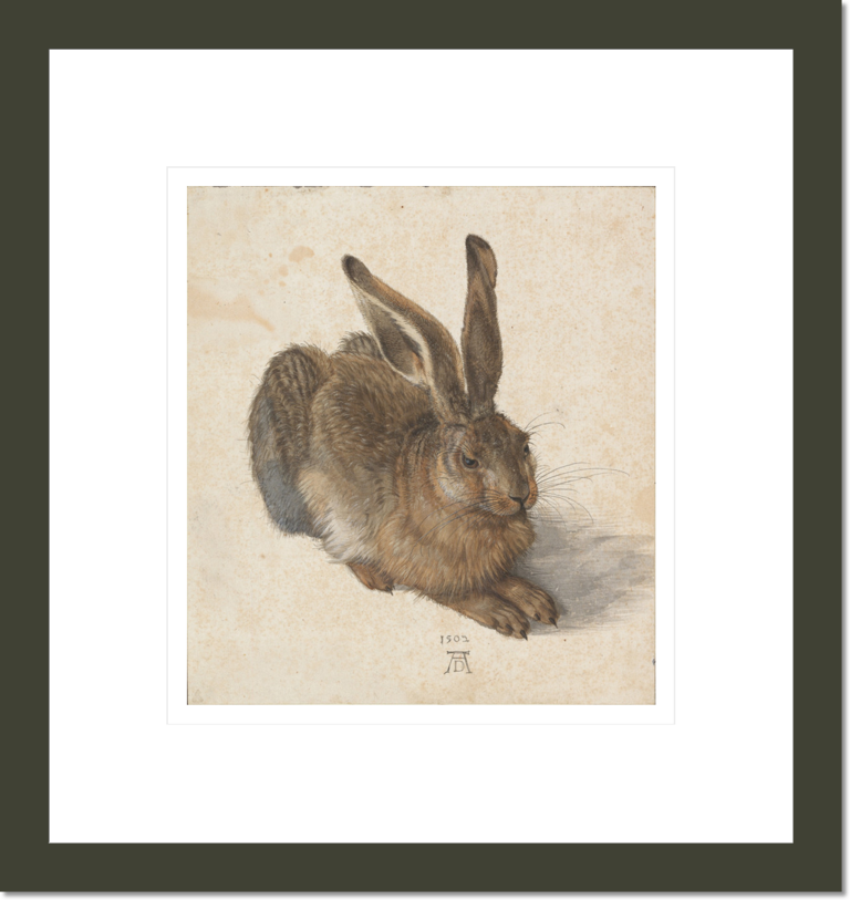 Young Hare