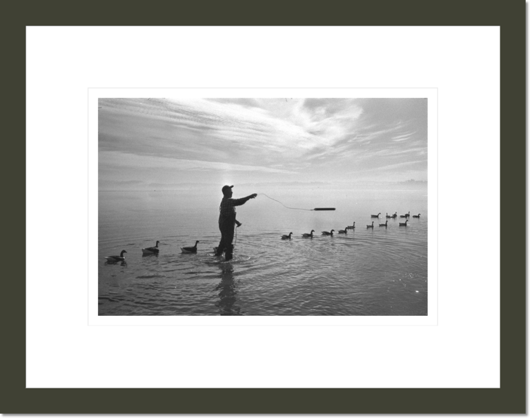 Duck hunter standing in water, setting out duck decoys, California, 1959