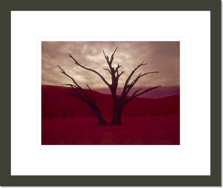 Namibia Tree