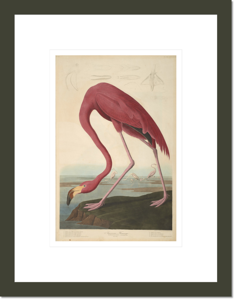 American Flamingo, from The Birds of America, 1827-38