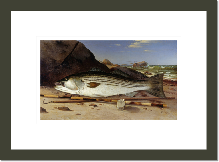 Striped Bass on Cuttyhunk Island, 1870