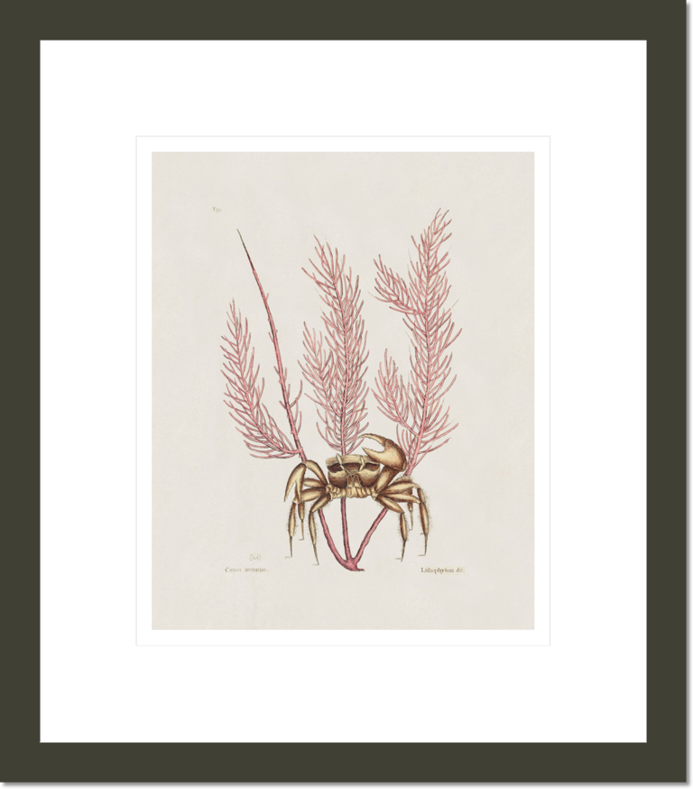 The Sand Crab, The Natural History of Carolina, Florida, and the Bahama Islands