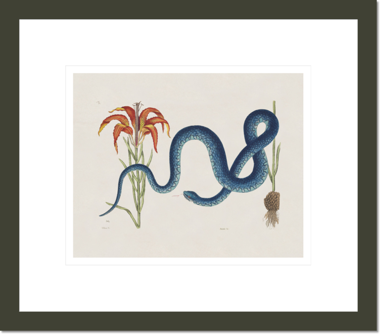 The Wampum Snake, The Natural History of Carolina, Florida, and the Bahama Islands