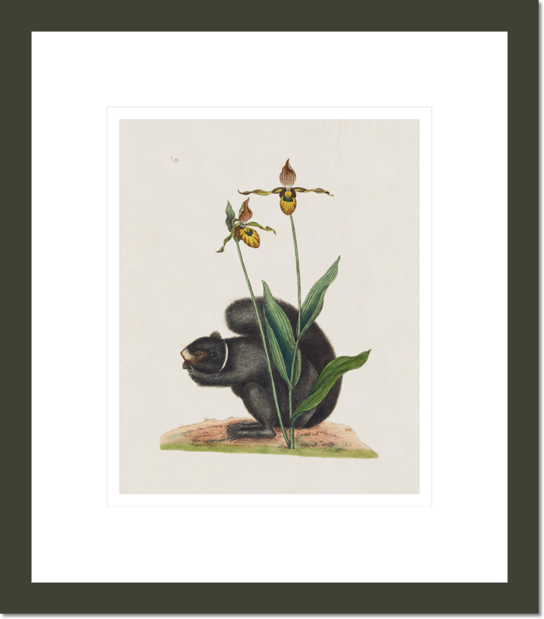 The Black Squirrel and the Lady's Slipper, The Natural History of Carolina, Florida, and the Bahama Islands