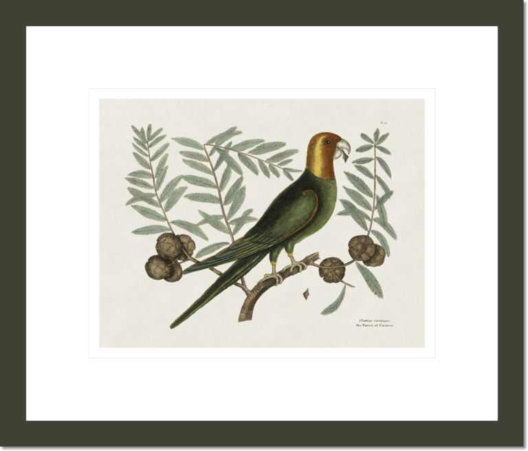 The Parrot of Carolina and the Cypress of America, The Natural History of Carolina, Florida, and the Bahama Islands
