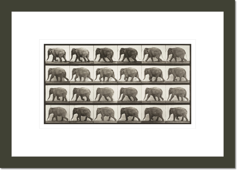 Elephant walking (Animal Locomotion, 1887, plate 733)
